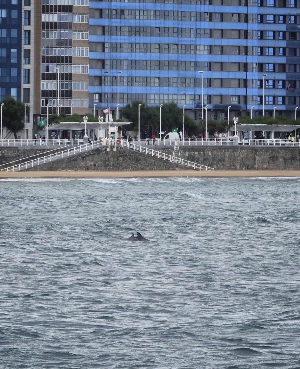 Vermutin2's tweet photo. Le he robado estas fotos a @PUTESPITES 😁 de los delfines en San Lorenzo 😍😍😍
https://t.co/B0Mrb6buEs https://t.co/LNx4zba2wf
