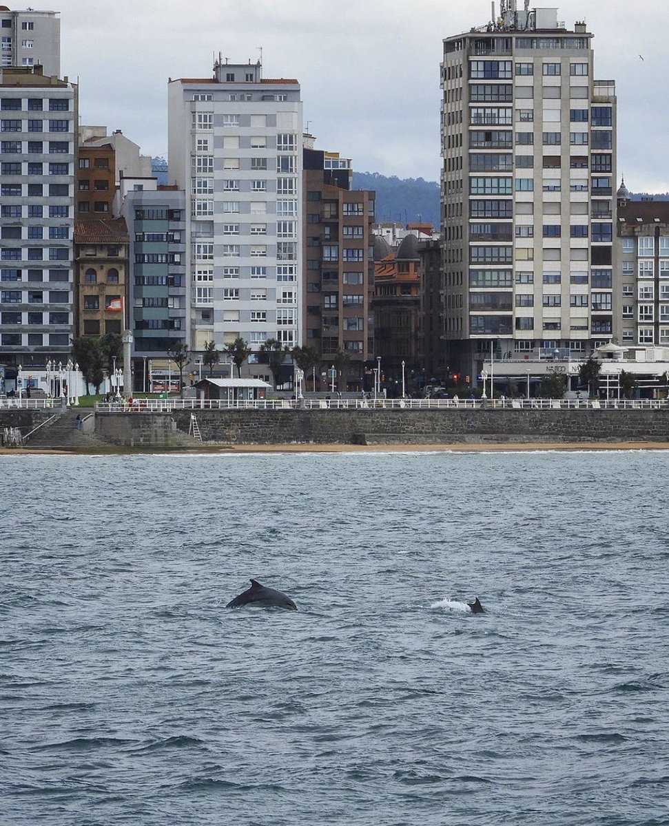 Vermutin2's tweet photo. Le he robado estas fotos a @PUTESPITES 😁 de los delfines en San Lorenzo 😍😍😍
https://t.co/B0Mrb6buEs https://t.co/LNx4zba2wf