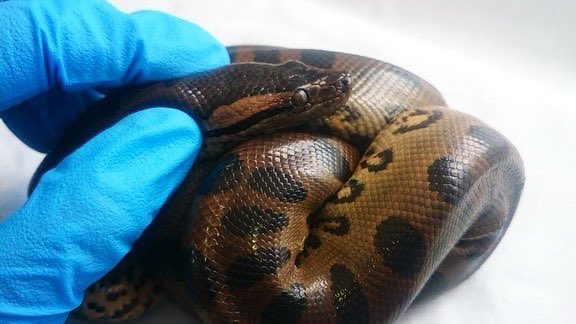 Ambientebogota's tweet photo. ¡NO TE ALARMES!
Si llegas a ver a una de ellas, mantén la calma porque NO son venenosas ni te harán daño. Esta 🐍 juvenil está siendo atendida en el Centro de Fauna Silvestre de @AnimalesBOG, después de haber sido rescatada por @Ambientebogota y #GupaemeBog. 💚#LibresYEnCasa 💚 https://t.co/H4dqgOXsRo