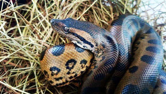 Ambientebogota's tweet photo. ¡NO TE ALARMES!
Si llegas a ver a una de ellas, mantén la calma porque NO son venenosas ni te harán daño. Esta 🐍 juvenil está siendo atendida en el Centro de Fauna Silvestre de @AnimalesBOG, después de haber sido rescatada por @Ambientebogota y #GupaemeBog. 💚#LibresYEnCasa 💚 https://t.co/H4dqgOXsRo