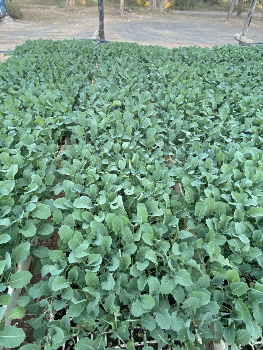 Choumilier 🥬, lettuce 🥬, Rape, Sugarloaf. Call on 0773301864 prices at us$2.50 per 200 seedlings. Stocks readily available