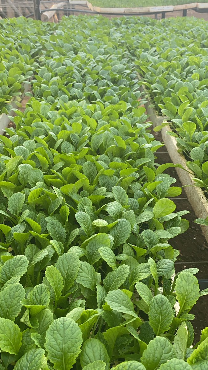 Zimbabweans just love Tsunga (Mustard)! A winter vegetable with a unique taste. Call us on 0773301864 for immediate lift up for us$2.50 you get 200 seedlings. Visit 4 Richwell Avenue Meyrick Park Mabelreign.