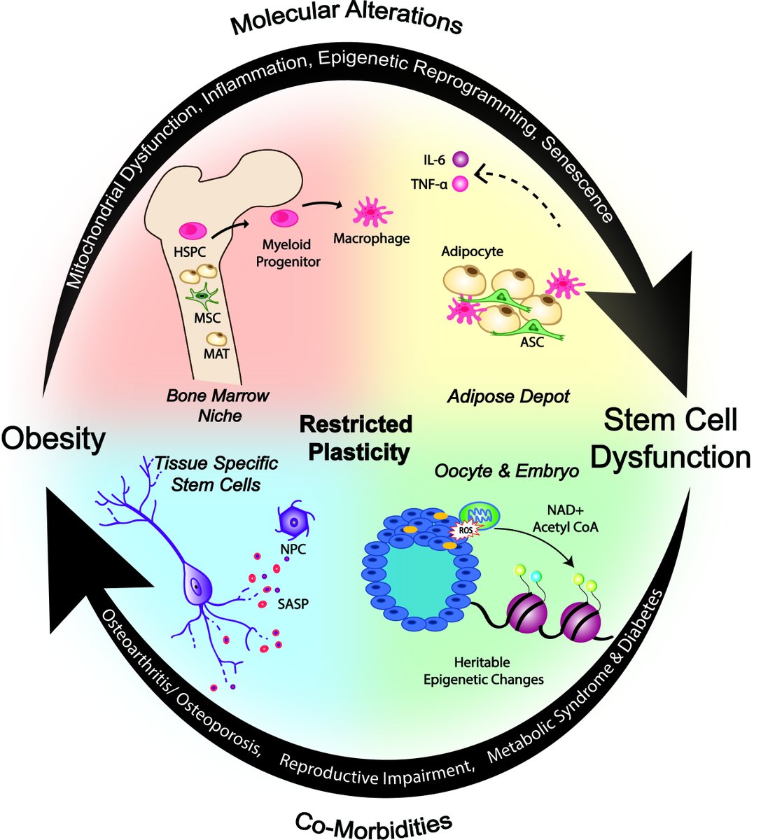 Farsh_G's tweet image. Is obesity a disease of stem cells? We think so! Today in @CellStemCell, @ArinOestreich reviews how obesity reprograms stem cells, in utero and in adults, and how dysfunctional stem cells can contribute to obesity. w/@KelseyHCollins @naciopek @chialungwu cell.com/cell-stem-cell…