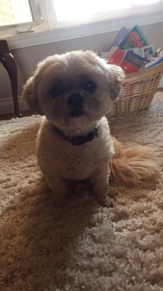 klpsmedia's tweet photo. Have you seen Cooper?  He went missing last night in the Omemee / Cowan’s Bay area. Please call 705-328-5471 if you find him. Thank you! @InspTom46 https://t.co/6SbUxjZi1v