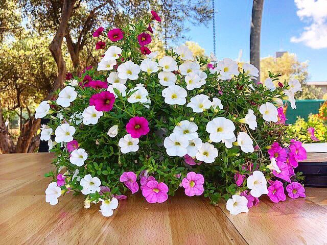 playandheal12's tweet photo. Beauty never gets old. Colors never get stale. Life truly is fantastic. πΊ ~Kanta εε‘ Rudy ι²θΏͺ~
#flowers #private #garden #nature #beauty #zen #peace #balance #abundance #gratitude #kindness #joy #happiness #lovelife #kantarudy #askkanta #playandheal #kjskates #athens #greece https://t.co/kbyB4Raihs
