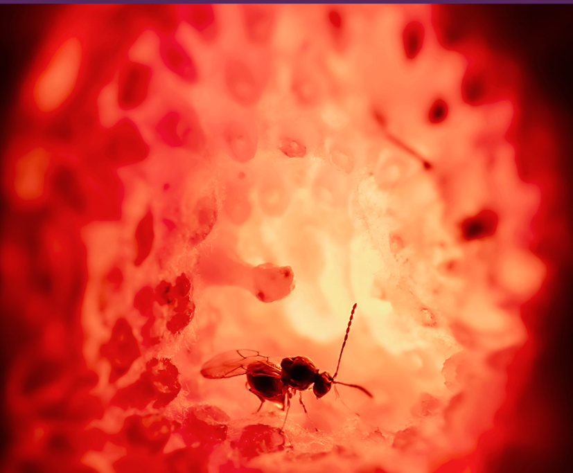 LourdesChamorro's tweet image. Fantastic work by Matt Buffington #SysEntLab &amp;amp; colleagues! Very proud. doi.org/10.1093/isd/ix…