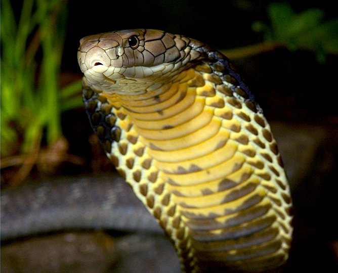 PositivePyrami1's tweet image. #TrumpPressConference should be called a #MessConference because he's a babbling, incoherent mess every time. So, I shall save your IQ with #RandomSnakeFacts about the world's most intelligent snake, the King cobra, who is an actual king not a phony f'n ventilator king! 🙄🤦‍♀️👑