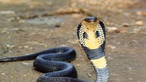 PositivePyrami1's tweet image. #TrumpPressConference should be called a #MessConference because he's a babbling, incoherent mess every time. So, I shall save your IQ with #RandomSnakeFacts about the world's most intelligent snake, the King cobra, who is an actual king not a phony f'n ventilator king! 🙄🤦‍♀️👑