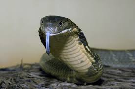 PositivePyrami1's tweet image. #TrumpPressConference should be called a #MessConference because he's a babbling, incoherent mess every time. So, I shall save your IQ with #RandomSnakeFacts about the world's most intelligent snake, the King cobra, who is an actual king not a phony f'n ventilator king! 🙄🤦‍♀️👑