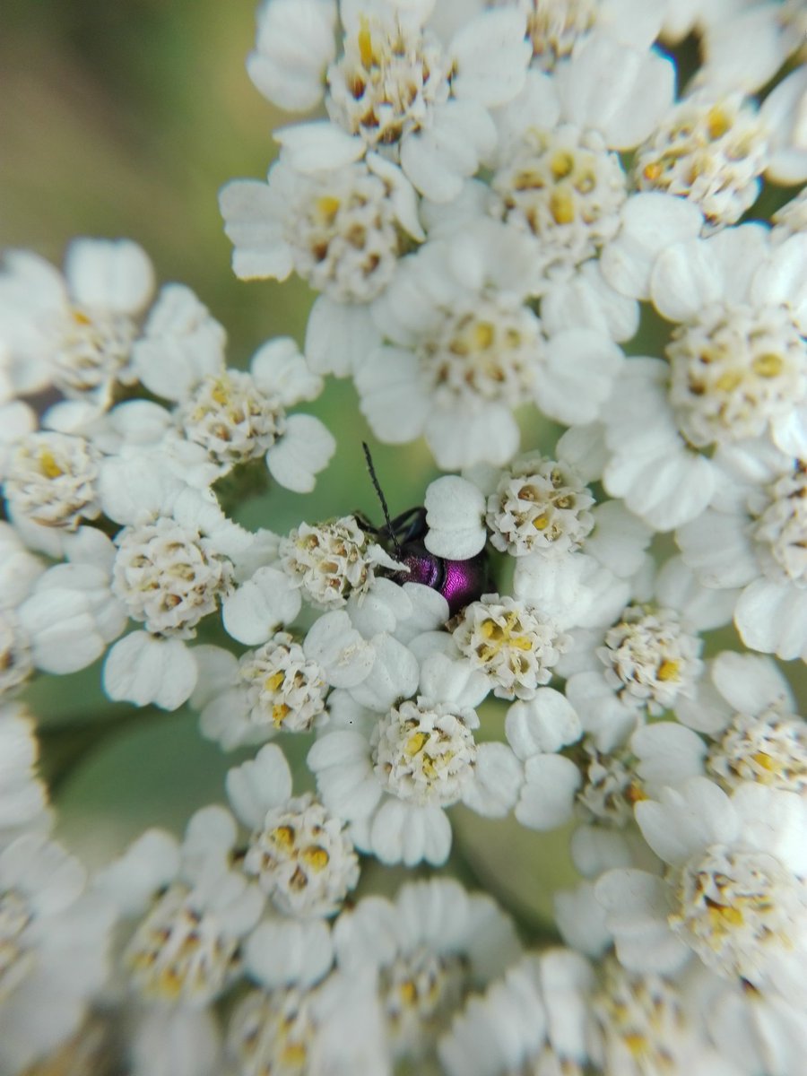 horstp8r's tweet photo. New beetle discovery! I audibly gasped at seeing that pink flash. https://t.co/wnFXitLfzW
