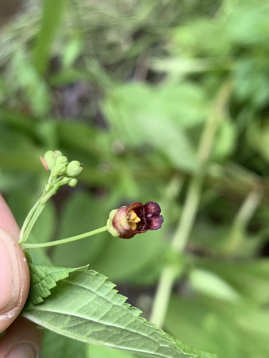 FERS Ltd (@fersltd) on Twitter photo Yep, RDB plant Scrophularia umbrosa along the River Rye at Kilcock. Back to check the staminode <a href="/BSBI_Ireland/">BSBI Ireland</a>, <a href="/BSBIbotany/">BSBI: Botanical Society of Britain & Ireland</a>, <a href="/LiamLy/">Liam Lysaght</a>,<a href="/BOMaoileoin/">Ben Malone</a>, <a href="/kiwibyrne/">Ciarán Byrne</a> Yep, RDB plant Scrophularia umbrosa along the River Rye at Kilcock. Back to check the staminode <a href="/BSBI_Ireland/">BSBI Ireland</a>, <a href="/BSBIbotany/">BSBI: Botanical Society of Britain & Ireland</a>, <a href="/LiamLy/">Liam Lysaght</a>,<a href="/BOMaoileoin/">Ben Malone</a>, <a href="/kiwibyrne/">Ciarán Byrne</a>