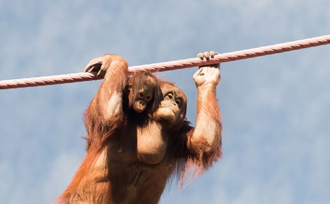 We tested this within subjects. Kids (3-yr-olds & 5-yr-olds) & orangutans got info in each of our conditions. They learned new sequences (i) on their own (individual recall condition), (ii) from a computer demo (ghost), or (iii) by watching an adult enter a sequence (social)