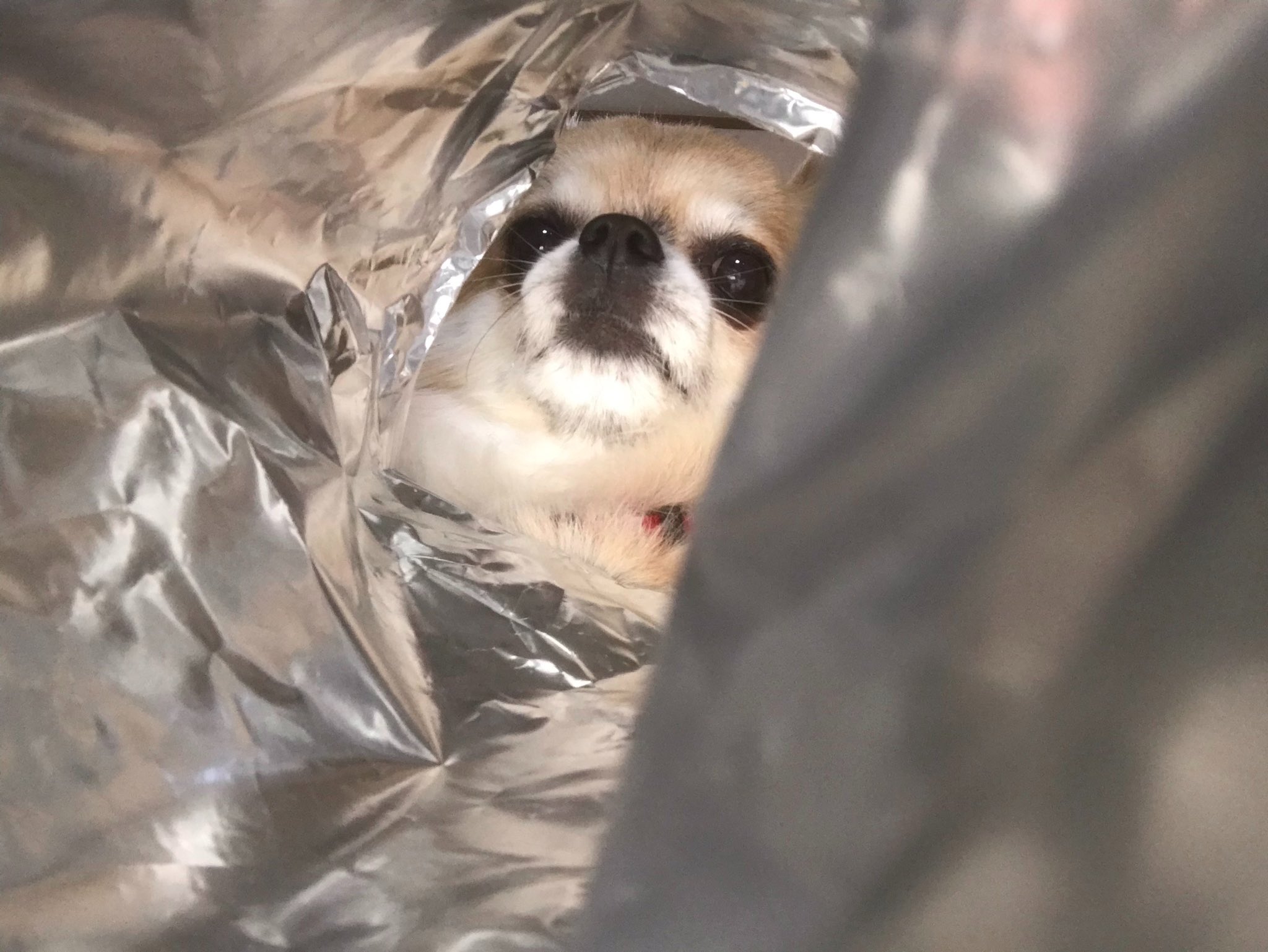 チワワのレオ君 A Twitter チワワ 犬 ワンコ 可愛い 癒される Chihuahua 愛犬 ポテチ映え 近未来的なレオ君です チワワのレオ君 A Twitter チワワ 犬 ワンコ 可愛い 癒される Chihuahua 愛犬 ポテチ映え 近未来的なレオ君です