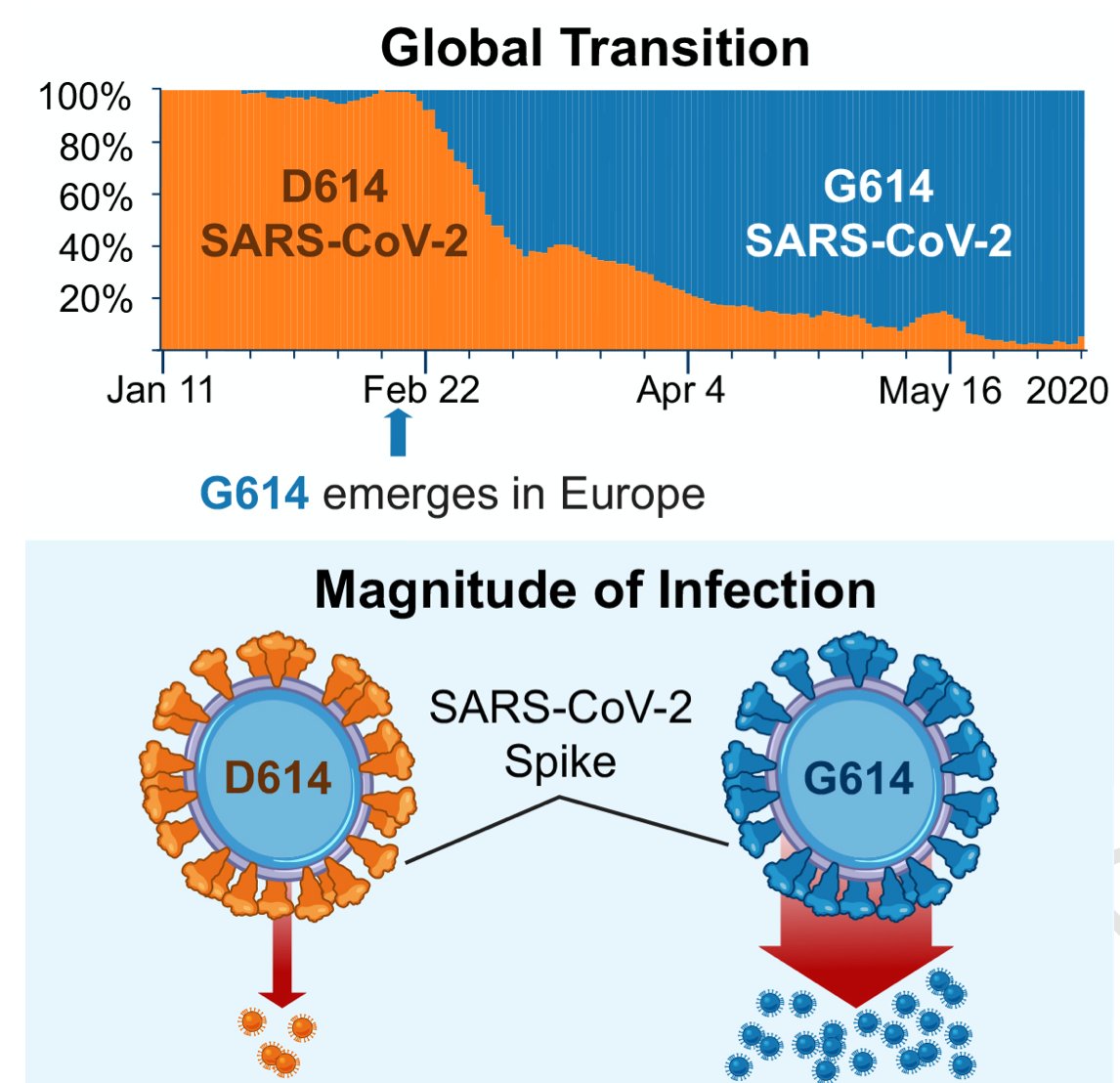 New <a href="/CellCellPress/">Cell</a>: Evidence to support D614 has become the dominant pandemic variant of #SARSCoV2 *and* that it is associated w/ higher viral loads, grows to higher titers 
cell.com/action/showPdf…
