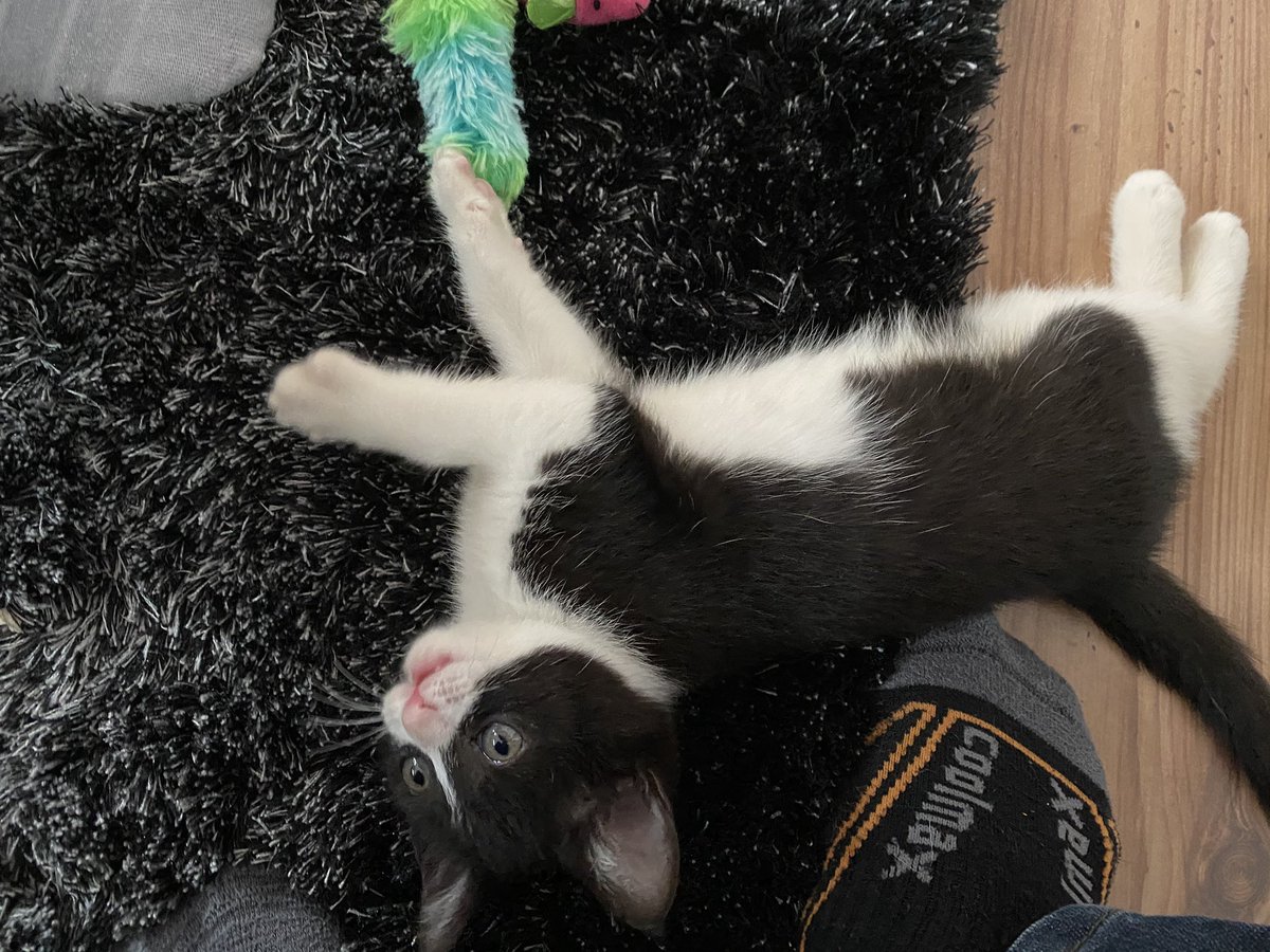 3DArtistMatt's tweet photo. Coming up to a week since me and Helene brought Zelda home, she is settling in and already been to the vets with no problems. Also started to explore/climb everywhere around the house. #kitten #cuteanimals #cats #cute #catlovers #photography #petsdaily #petslife https://t.co/jL0Qelft9R