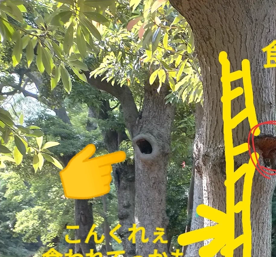 @kusaiyajingoku 木もキノコも凄まじい生命力のぶつかり合いですね！感動します！
二枚目写真の奥の木の大穴も同様にして出来たものなんでしょうか？ 