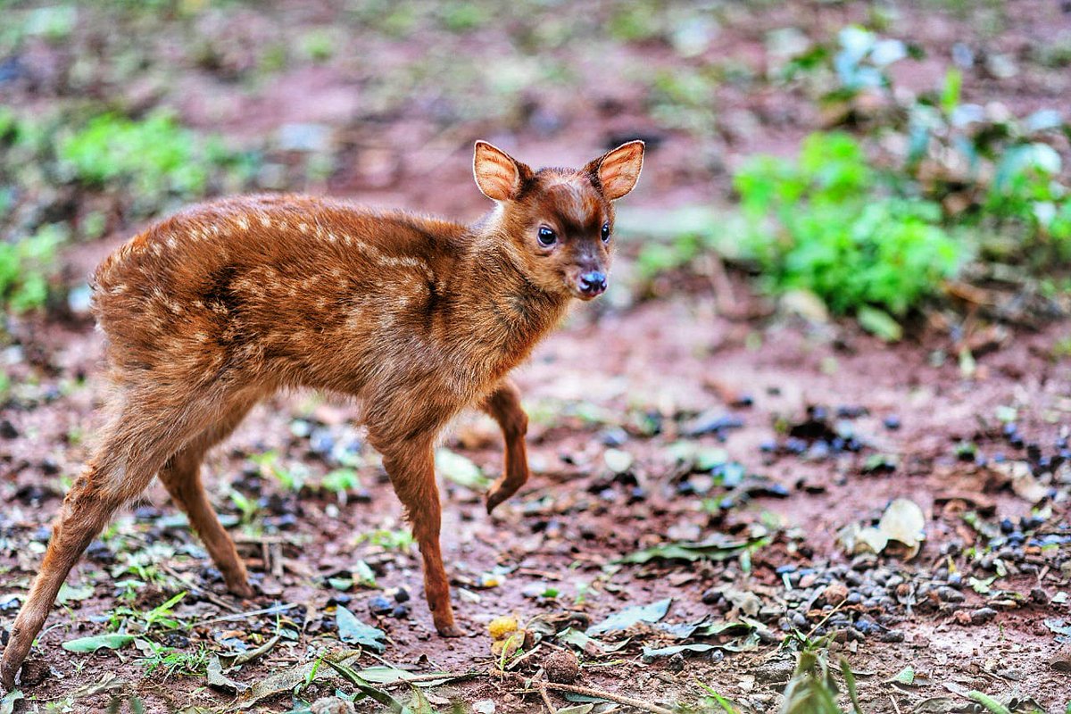 itaipuparaguay's tweet photo. Nuevo ejemplar se suma al Centro Ambiental de ITAIPU

Se trata de una cría de mbororo, o corzuela enana (Mazama nana);  pesa unos 2 kilogramos, goza de excelente salud y continúa bajo los atentos cuidados de la madre.

Leé más aquí:  https://t.co/OZo4Iufolm https://t.co/fgrz9E8Oec