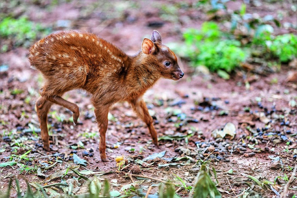 itaipuparaguay's tweet photo. Nuevo ejemplar se suma al Centro Ambiental de ITAIPU

Se trata de una cría de mbororo, o corzuela enana (Mazama nana);  pesa unos 2 kilogramos, goza de excelente salud y continúa bajo los atentos cuidados de la madre.

Leé más aquí:  https://t.co/OZo4Iufolm https://t.co/fgrz9E8Oec
