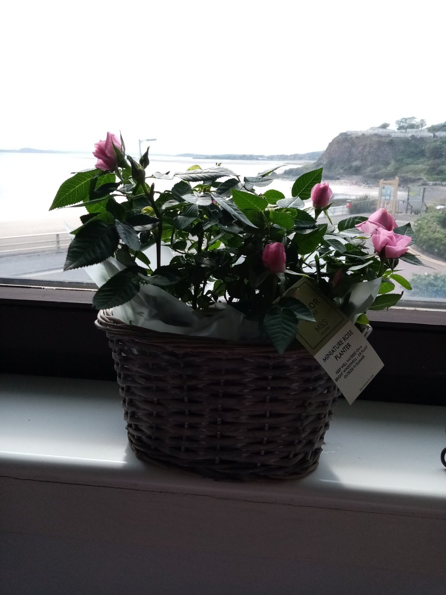 kathleen mcdonald (@kathlee16529813) on Twitter photo 