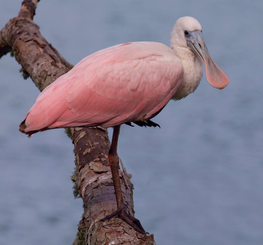 davidascanio's tweet photo. Roseate Spoonbill // Garza Paleta // Platalea ajaja. Smith Oaks, High Island Sanctuaries, Houston Audubon. #spoonbill #smithoaks #garza #abtbirds #VENTbird #Texas https://t.co/MwoHD4y4uT