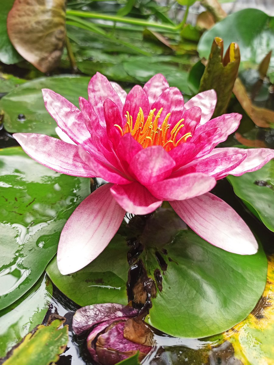 titi1960's tweet image. Moi il faut qu'on m'explique comment fait le @XiaomiFrance #note8pro pour faire ces photos avec des objectifs minuscules ... C'est de l'alchimie...il est loin le cibachrome le révélateur, l'acide acétique pour fixer les images en chambre noire...ma vie