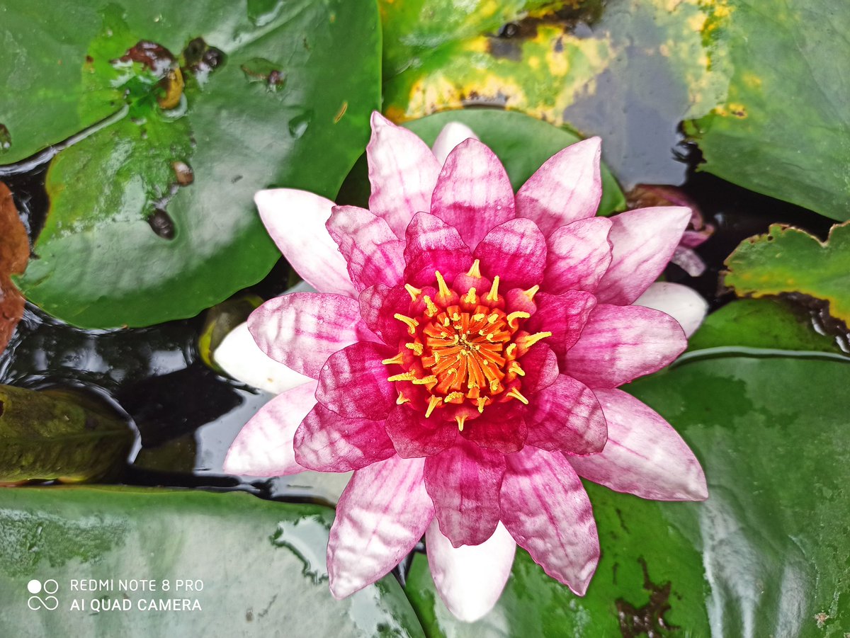 titi1960's tweet image. Moi il faut qu'on m'explique comment fait le @XiaomiFrance #note8pro pour faire ces photos avec des objectifs minuscules ... C'est de l'alchimie...il est loin le cibachrome le révélateur, l'acide acétique pour fixer les images en chambre noire...ma vie