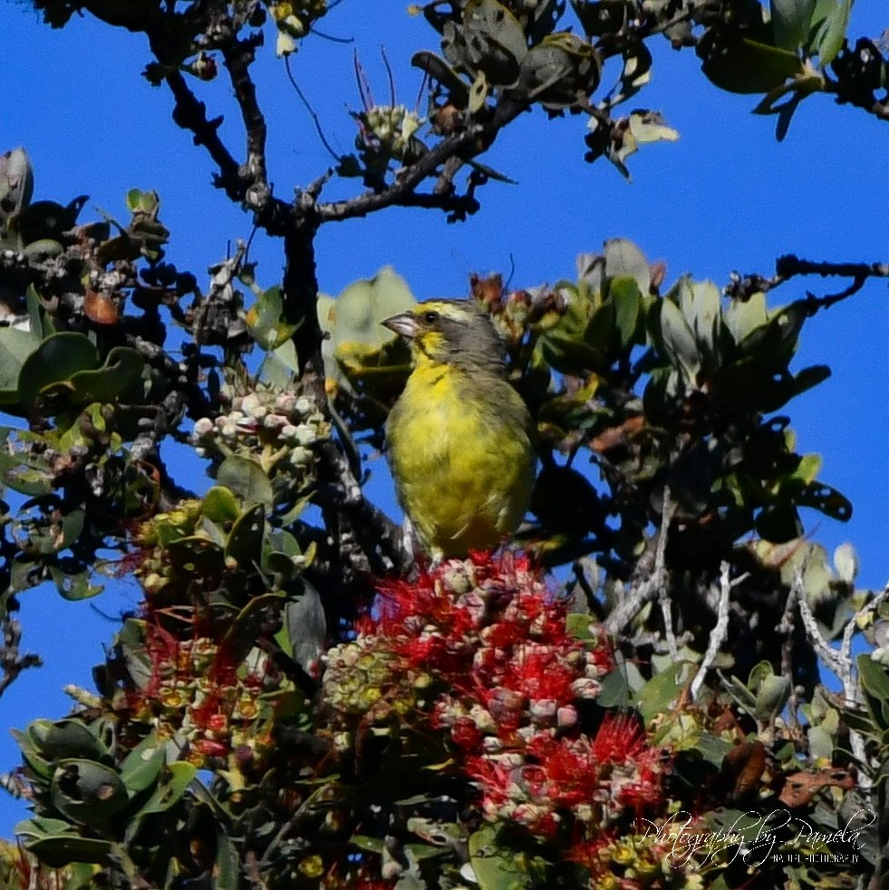 photos96743's tweet image. Yellow Fronted Canary sitting on a Lehua flower.
#photographybypamela808 #yellowfrontedcanary #lehuaflower #redblossoms #naturescolor #beautyallaroundus #mothernature #flower #nature #flowerphotography #birdphotography #backyardbirds #backyardbirding
