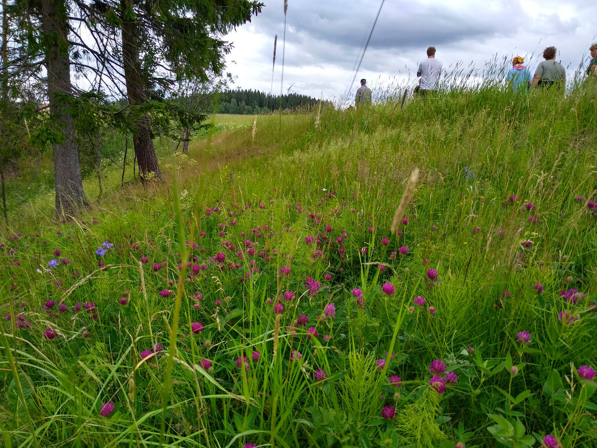 katri_eriksson's tweet photo. Tänään kokoontui ensimmäistä kertaa Länsi-Suomen @maajakotitalous lumolaidunpienryhmä. Ryhmä vaihtoi kokemuksia perinnebiotooppien laidunnuksesta ja tutustuivat Märynummella sijaitseviin laidunkokonaisuuksiin. #mknmaisema #lumolaidun @ProAgria https://t.co/7yG76mKMIX