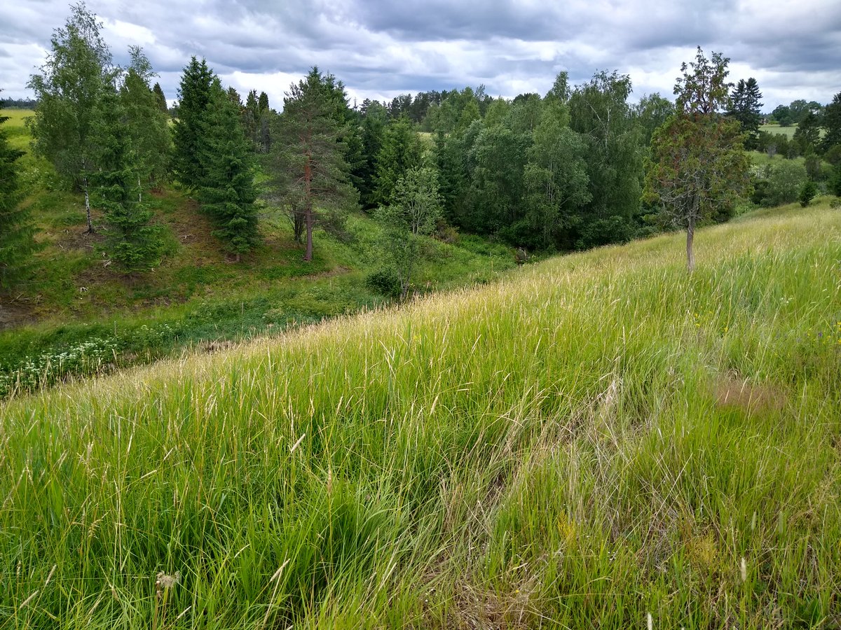 katri_eriksson's tweet photo. Tänään kokoontui ensimmäistä kertaa Länsi-Suomen @maajakotitalous lumolaidunpienryhmä. Ryhmä vaihtoi kokemuksia perinnebiotooppien laidunnuksesta ja tutustuivat Märynummella sijaitseviin laidunkokonaisuuksiin. #mknmaisema #lumolaidun @ProAgria https://t.co/7yG76mKMIX