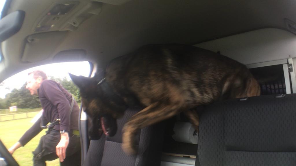 BCHPoliceDogs's tweet image. Thor &amp;amp; handler in action during their environmental week... #thenoseknows #trainforreality The pair join their new team on Monday, serving the public of @HertsPolice @CambsCops @bedspolice
Very well done for a successful course. #thenextgeneration
