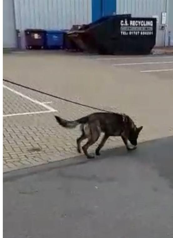 BCHPoliceDogs's tweet image. Thor &amp;amp; handler in action during their environmental week... #thenoseknows #trainforreality The pair join their new team on Monday, serving the public of @HertsPolice @CambsCops @bedspolice
Very well done for a successful course. #thenextgeneration
