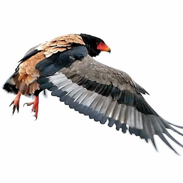 Dark morphs of many raptors are commoner in damp forests, where it is proposed the extra melanin in feathers may protect them from rotting  https://bioone.org/journals/The-Auk/volume-121/issue-3/0004-8038(2004)121[0652:FAAFS]2.0.CO;2/FEATHERS-AT-A-FINE-SCALE/10.1642/0004-8038(2004)121[0652:FAAFS]2.0.CO;2.full! But direct benefits in different places seem unlikely for Bateleur & many other polymophic  #birds. 3/5  R Eggert