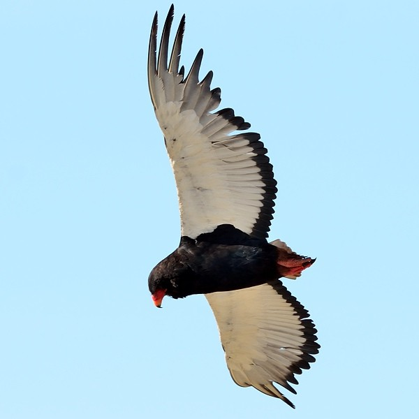 For these it seems more likely that the gene altering colour is located on a chromosome very close to something else, which is what evolution works on: in owls grey morphs can be more temperature sensitive than brown ones  https://www.nature.com/articles/ncomms1213/ by genetic linkage 4/5D Peterson