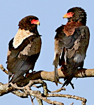 So the colour morphs of  #birds like the Bateleur are unlikely to affect survival directly, but may be linked to another gene that is under selection in different ways in different environments. Cream morphs are slightly commoner in drier landscapes, so maybe? 5/5 @paulolivertz