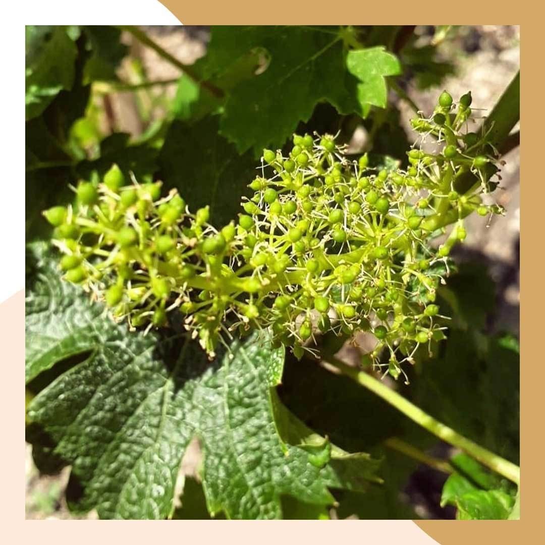 CrusBourgeoisUS's tweet photo. Our vines have begun to flower in the Médoc region. Coming soon to a glass near you! 📸: @bienvenueaucrock https://t.co/bCgySUWT5B