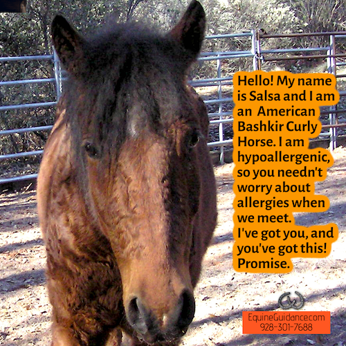 BelleEquine's tweet photo. Meet Salsa! Salsa is one of three of our herd of Bashkir Curley horses. Salsa is friendly, kind, and cares deeply about those around her. She can guide the way for healing and greatness! 🙏🐴💓
.
.
.
#Bashkircurly #EquineGuidance #EquineTherapy #HorsesHeal #SomaticExperiencing https://t.co/LA72OcWBA2