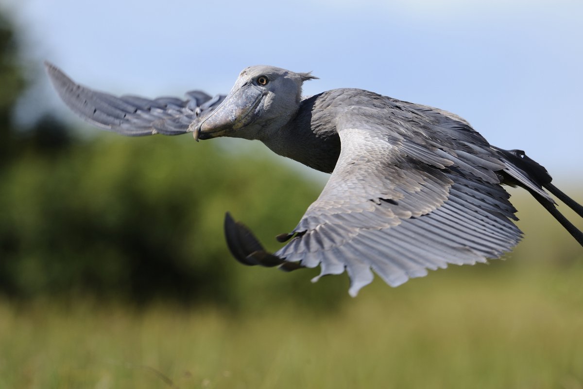 AfricanParks's tweet photo. Bangweulu Wetlands, Zambia hosts over 400 bird species throughout the year including the iconic yet vulnerable Shoebill stork. It is designated as an Important Bird Area and is recognised as one of the world’s most significant wetlands by @RamsarConv. https://t.co/tKxfLtXdgP