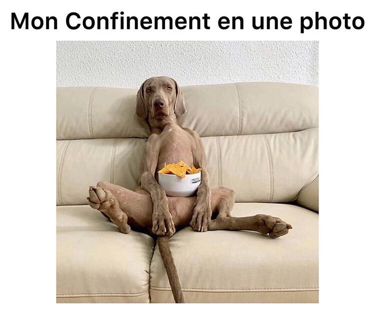 memes_belike's tweet photo. Mon confinement en une photo @memes_belike #like #follow #meme #memes2020 #Memesfr #lol #xd #confinementjour24 #confinement #confinement #humour #chien #chips #canape #lol #follow #Memes #Meme #memefr https://t.co/au0KztZFb8