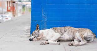 Si puedes ayudar a un perrito de la calle hazlo necesitan de ti