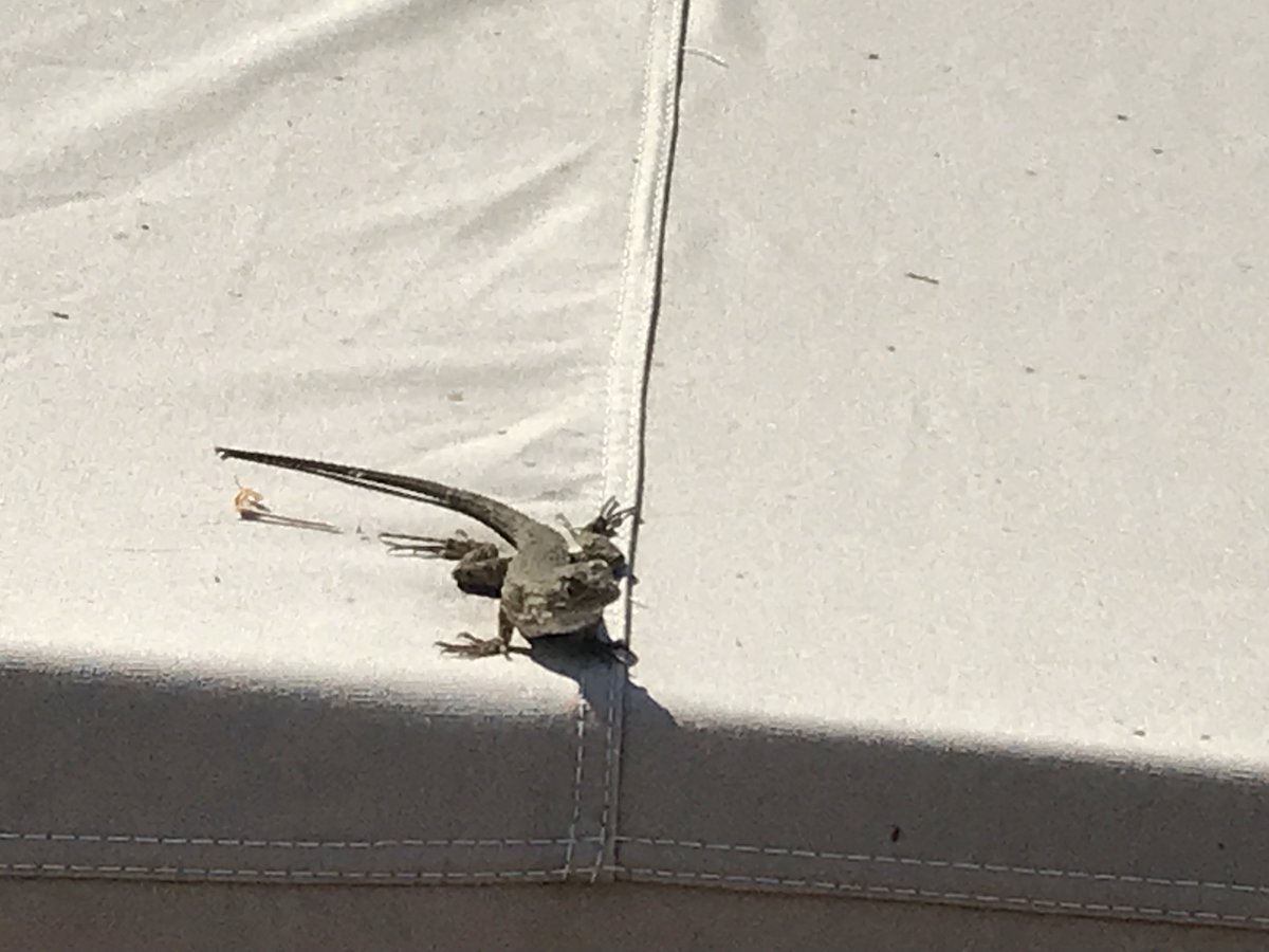 RoadWordplay's tweet photo. This lizard is using this car cover as a workout mat! https://t.co/z1eg5z4zgk