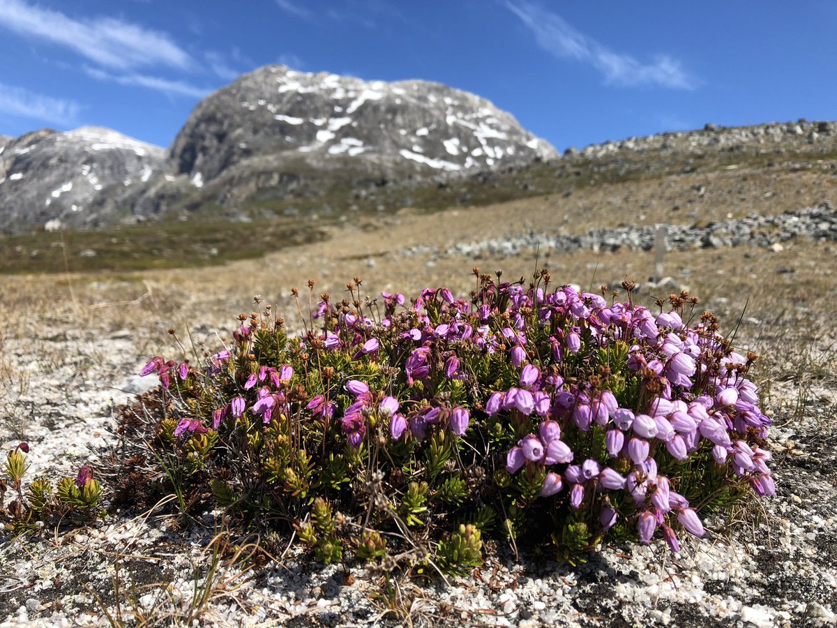Kobbefjord Research Station tweet media
