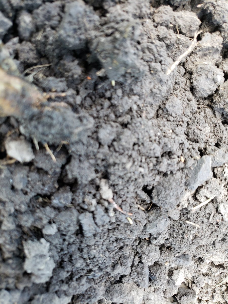 Rootworms near Garretson. <a href="/SDSUExt_Insects/">Adam Varenhorst</a>