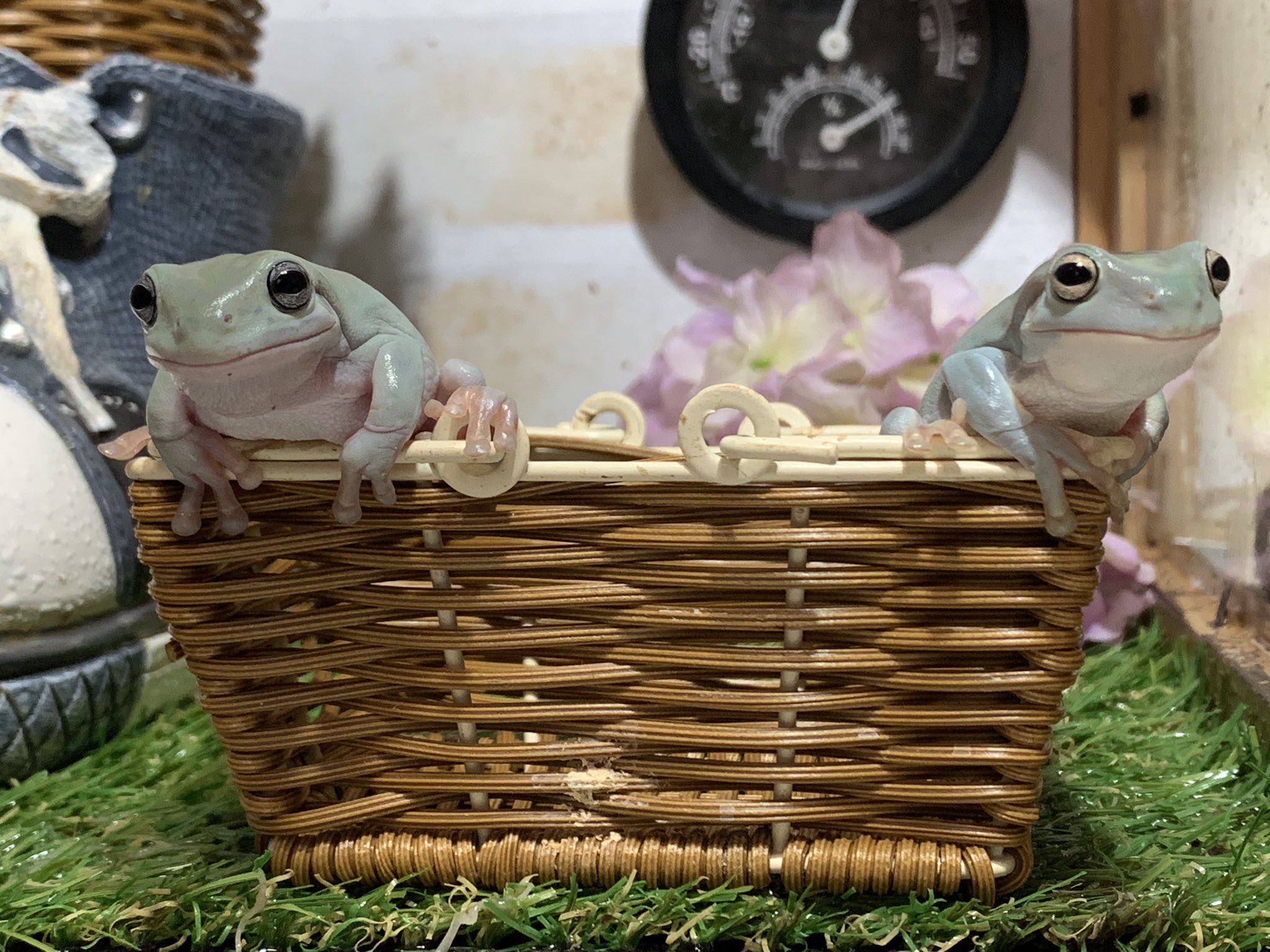ぴよ@カエルと暮らす på X: «今日もツヤツヤ🐸 #イエアメガエル