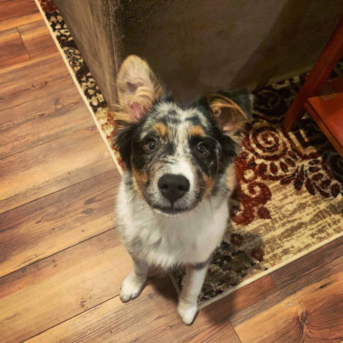 mcnamara_bri's tweet photo. It’s kinda ridiculous how obsessed I am with my dog https://t.co/SkzexB6ccR
