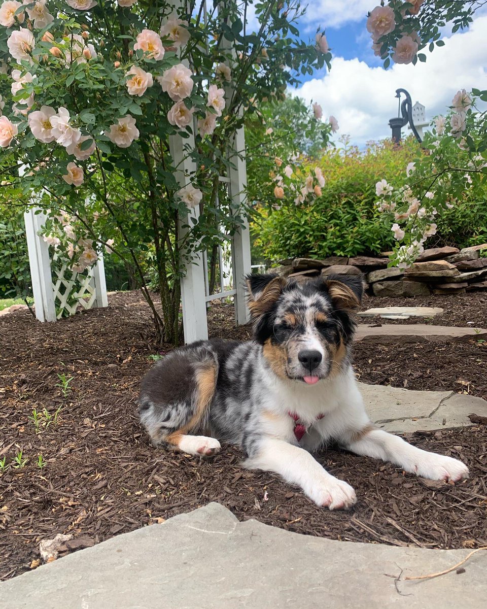 mcnamara_bri's tweet photo. It’s kinda ridiculous how obsessed I am with my dog https://t.co/SkzexB6ccR