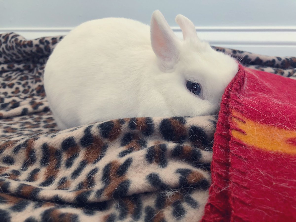 MagicZeBunny's tweet photo. Hiding from Hoom. She mentioned dat mani pedi agenda. Iโm like, no girl. Not today. Not now #CuddleIn #PretendYoureSleeping #GoAway ๐
https://t.co/635MndR1SY