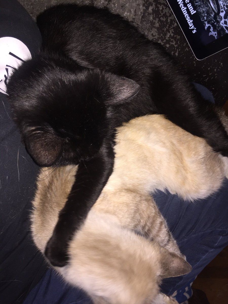AmyDiane2112's tweet photo. @AndrewYang Our kitties send you love. 💜💕 https://t.co/Qt64U7ZGm7