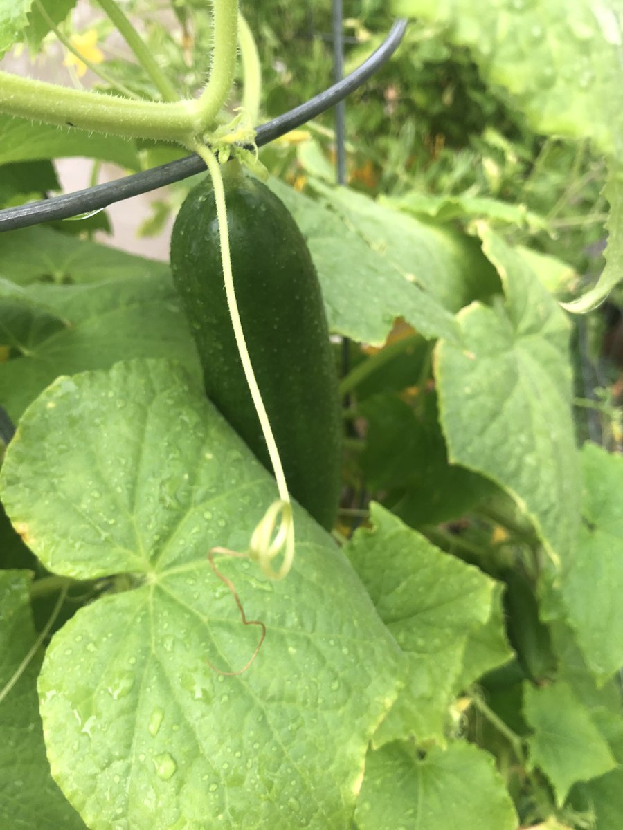 maiseroullet's tweet photo. Decided to try out some gardening when school let out in March for the pandemic. We have some cucumbers, peppers, tomatoes, and oninons, oh my! https://t.co/Tu7VTBO7il