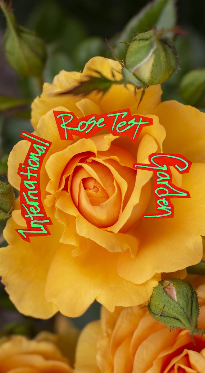 Just for fun #photography and #typography #graphicdesign at Portland’s #internationalrosetestgarden