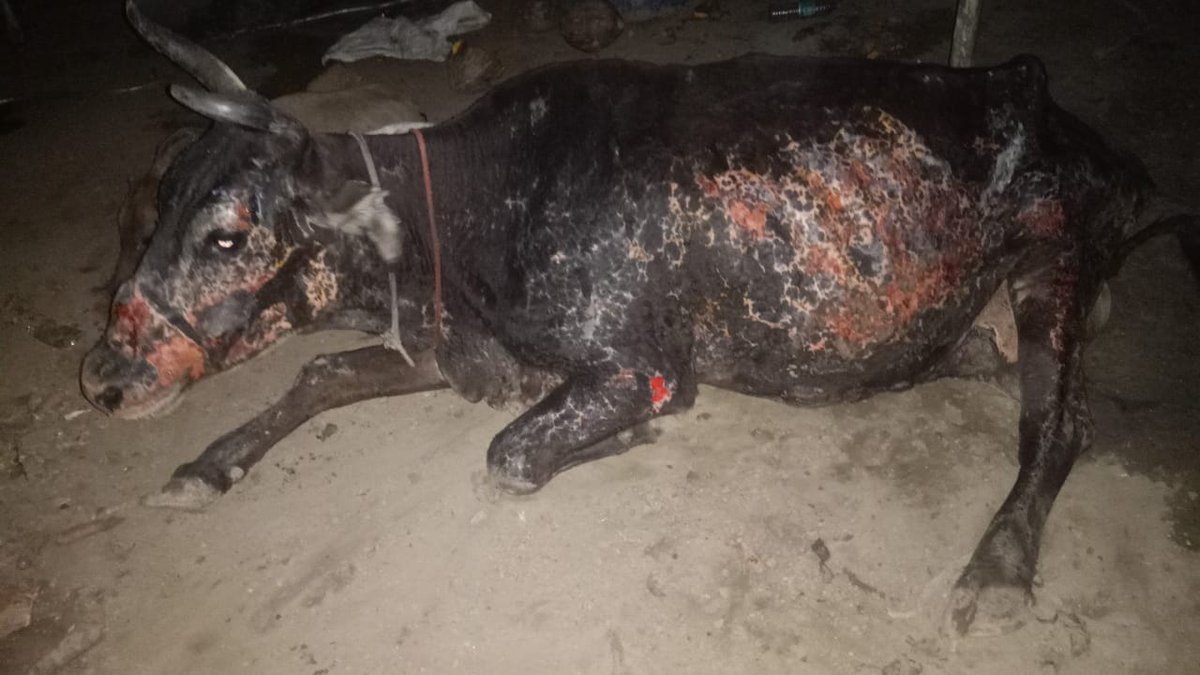 Gaumata resting right now..Gaumata was like drowned in acid by MGetting treatment right now at home with us..Check full thread, everyone please help in treatment Share maximum... @HinduAmericans  @VakilBharati